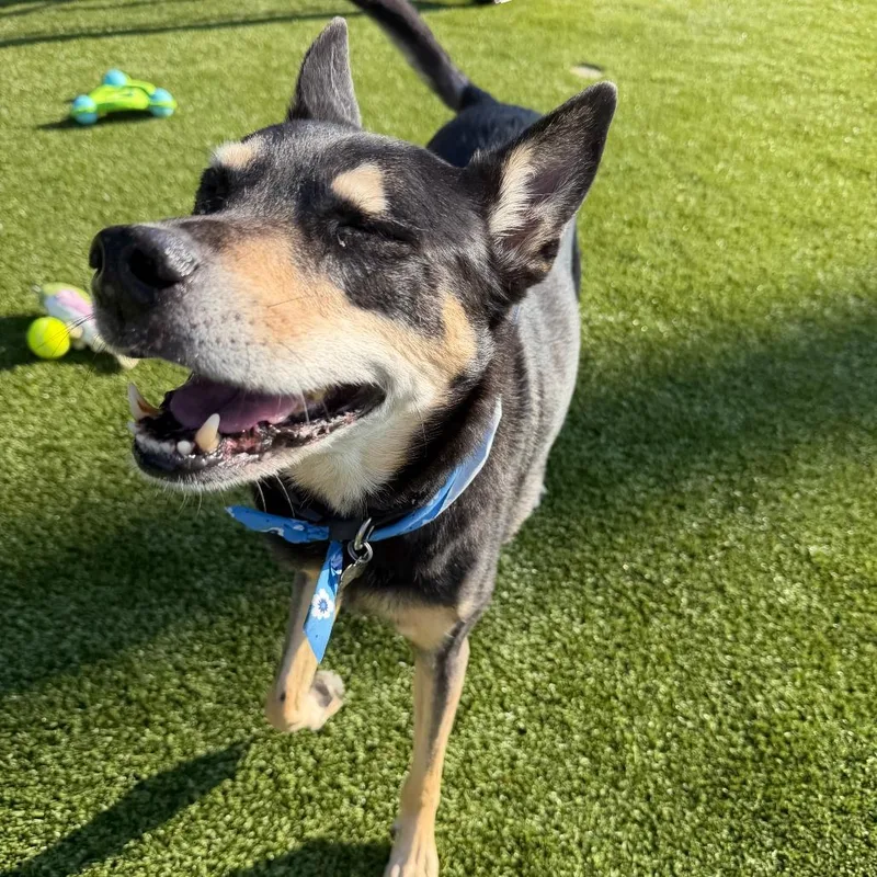 A senior medium-sized male Black Shepherd dog named Sargent for adoption in Springfield, MO