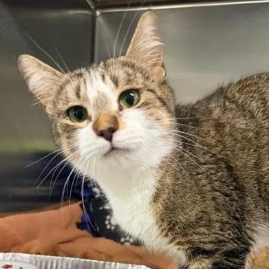 An adult medium-sized female Domestic Short Hair cat named Jupiter for adoption in Cumming, GA