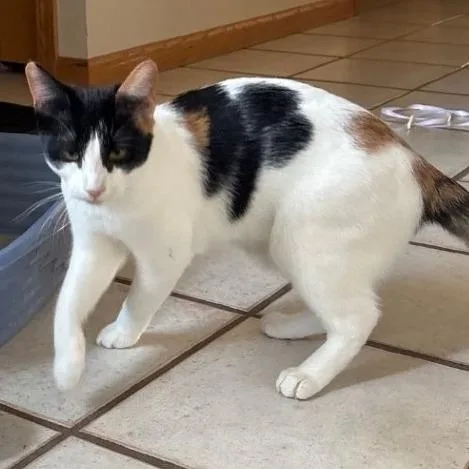 A young small-sized female Calico Domestic Short Hair cat named Aspen Nova for adoption in Rochester, MN