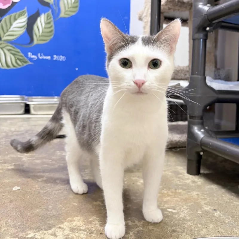 Irving B. thumbnail 2