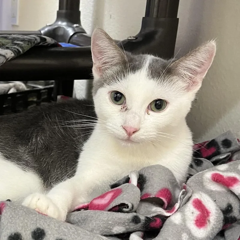 Irving B. thumbnail 3