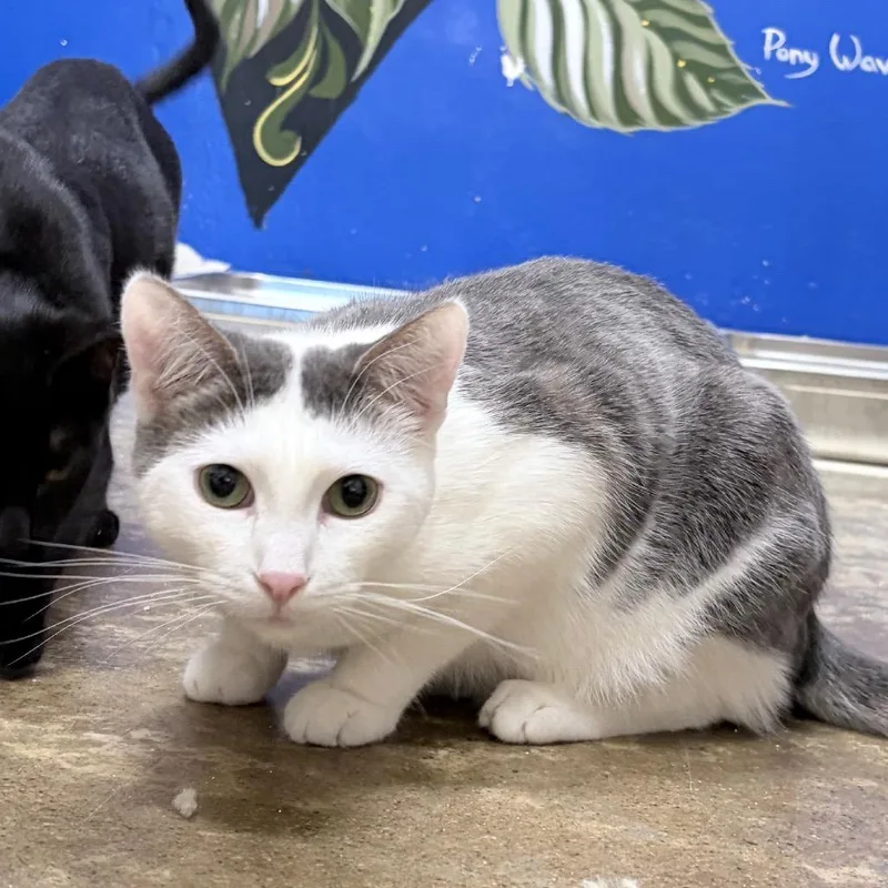 Irving B. thumbnail 4