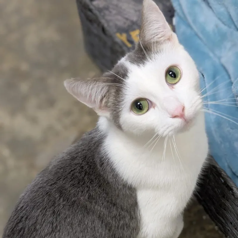 Irving B. thumbnail 5