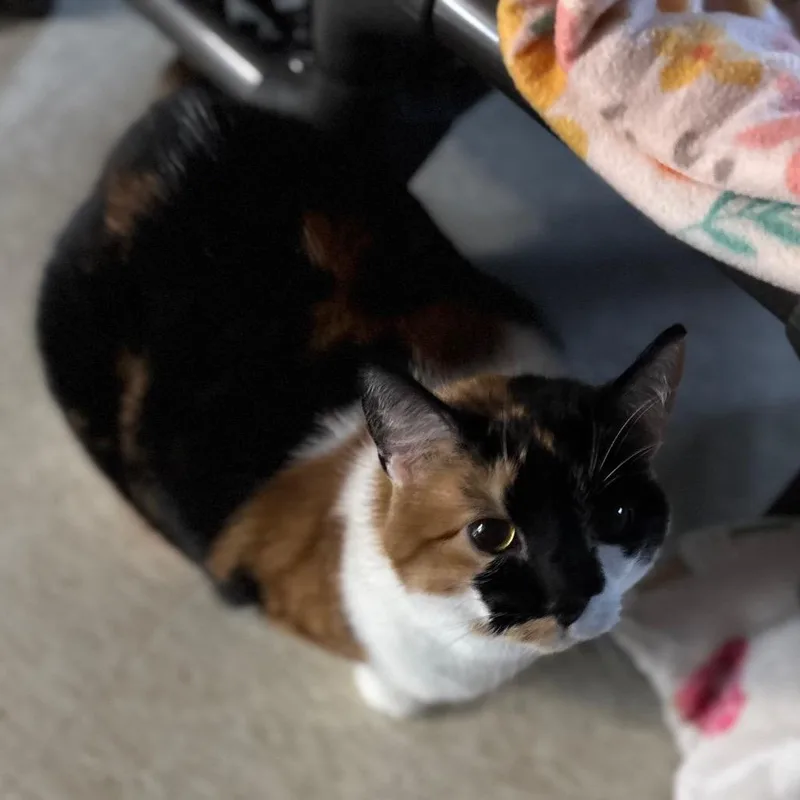 An adult extra large-sized female Calico Domestic Short Hair cat named S'mores for adoption in Milford, IA