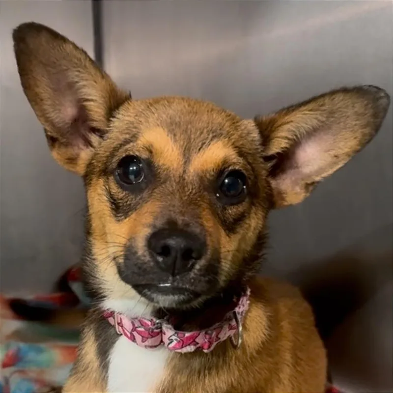 A baby small-sized male Brown / Chocolate Miniature Pinscher dog named Redwood for adoption in Tampa, FL