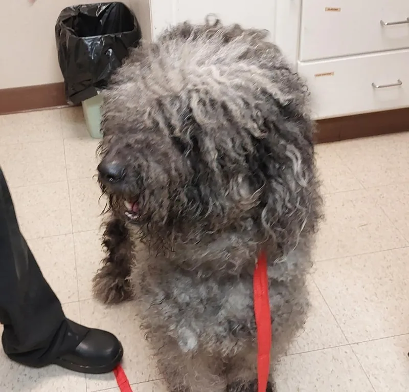 An adult medium-sized male Poodle dog named Ziggy for adoption in Mocksville, NC