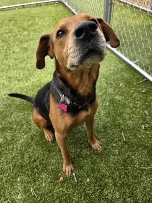 An adult medium-sized female Mixed Breed dog named Whiskey for adoption in Savannah, GA
