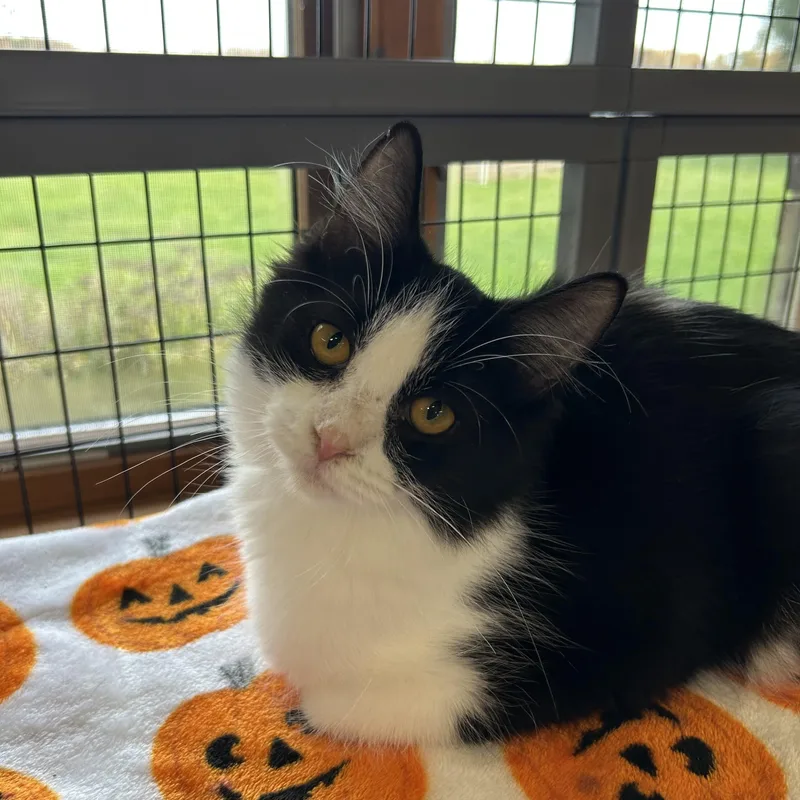 A young medium-sized female Domestic Short Hair cat named Sarah Sanderson for adoption in Saint Clair, MI
