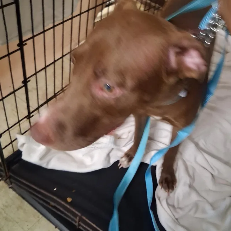 A young medium-sized female Brown / Chocolate Shepherd dog named Radena for adoption in East Saint Louis, IL