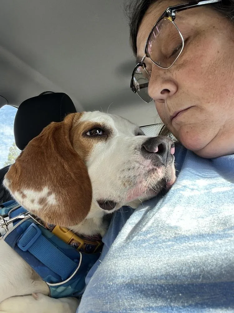An adult medium-sized female Beagle dog named Georgina for adoption in Pomona, CA