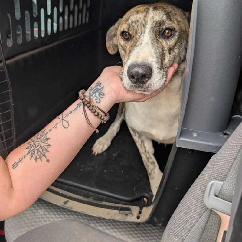 A young medium-sized female Mixed Breed dog named Sweet Tea for adoption in Austin, TX