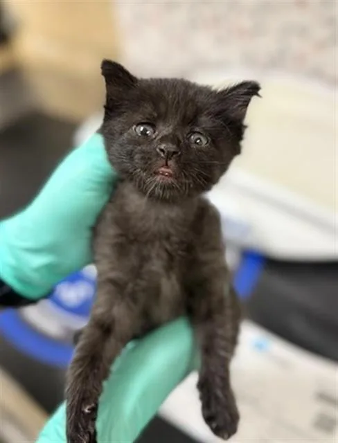 A baby small-sized female Domestic Short Hair cat named Innid for adoption in Riverside, CA