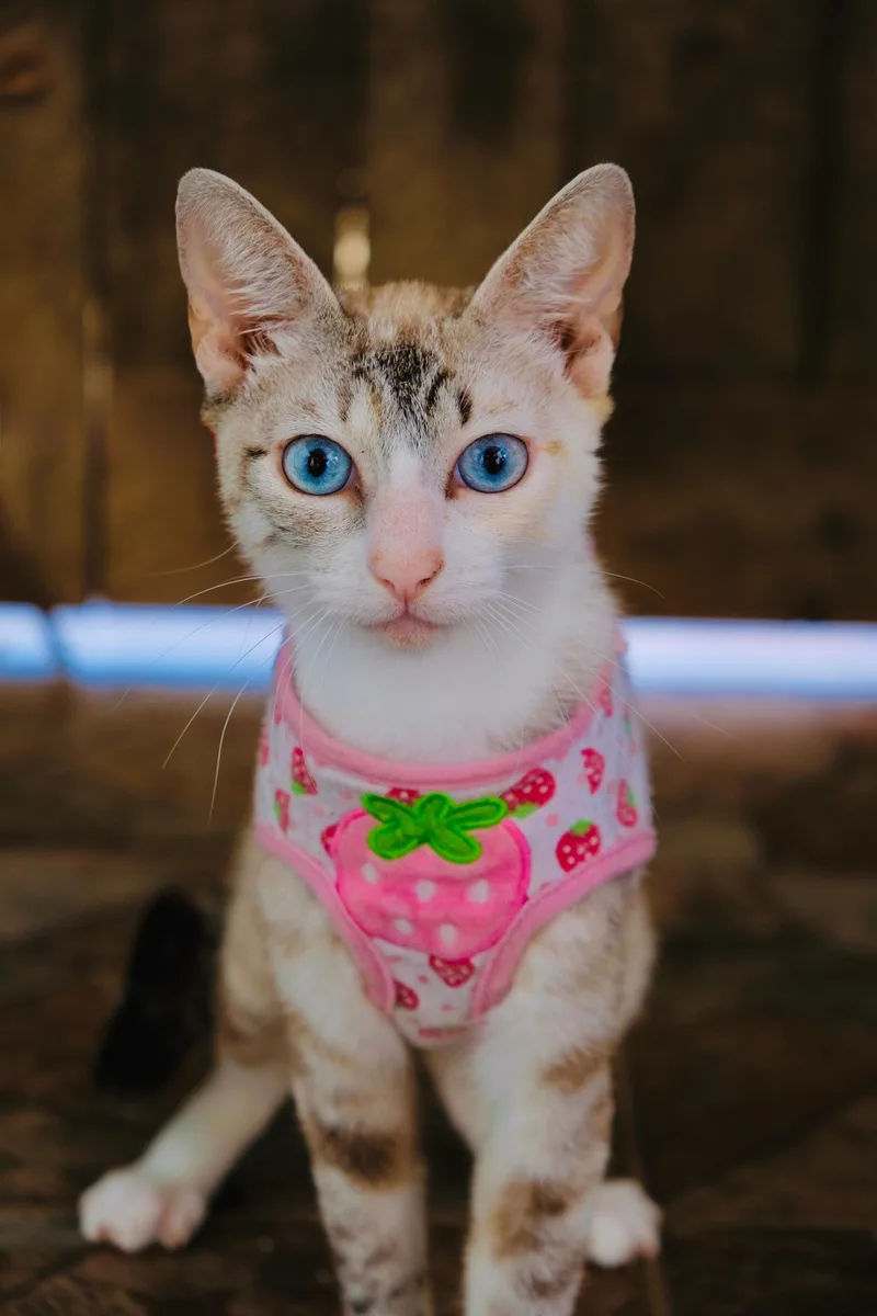 A young small-sized female Siamese cat named Chinchilla for adoption in San Diego, CA