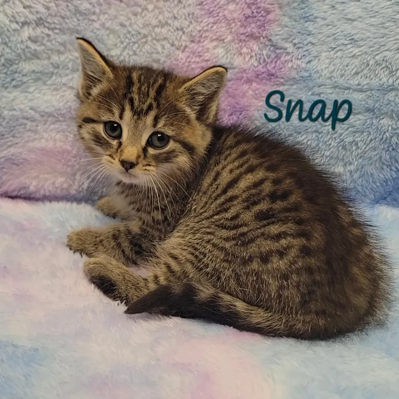 Snap