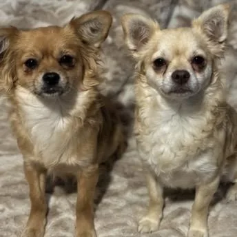 An adult small-sized female Yellow / Tan / Blond / Fawn Chihuahua dog named Olive for adoption in Pelham, NH