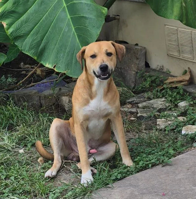 A young medium-sized male Labrador Retriever dog named Willow for adoption in San Antonio, TX