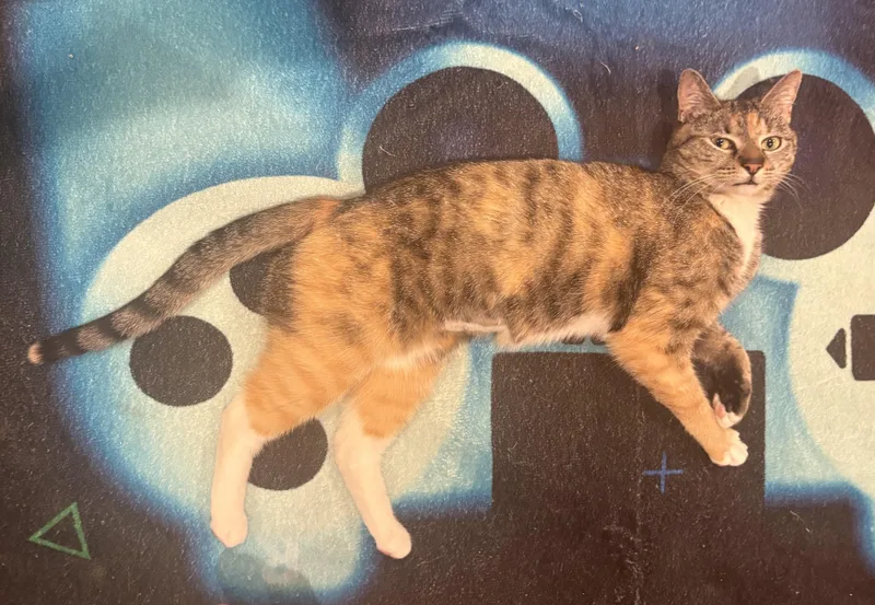 A young medium-sized female Domestic Short Hair cat named Sofia for adoption in Bensalem, PA
