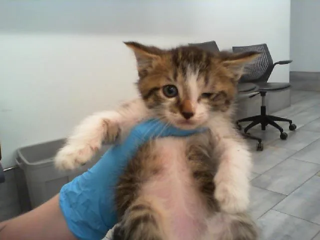 A baby small-sized male Domestic Short Hair cat named Blue for adoption in Charlotte, NC