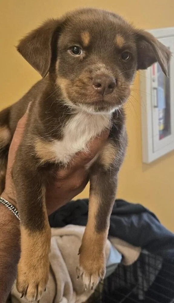 A baby small-sized female Mixed Breed dog named Claire for adoption in Dallas, TX