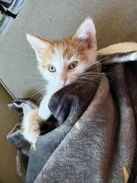 A young medium-sized male Orange & White Domestic Short Hair cat named Columbus for adoption in Aurora, CO