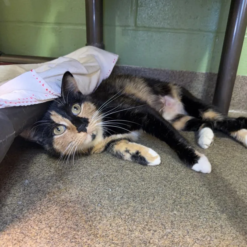A young medium-sized female Tortoiseshell Domestic Short Hair cat named Kuromi for adoption in Council Bluffs, IA