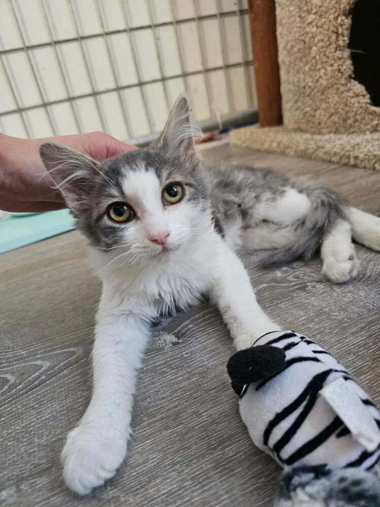A baby small-sized female Gray & White Domestic Medium Hair cat named Gracie for adoption in McPherson, KS