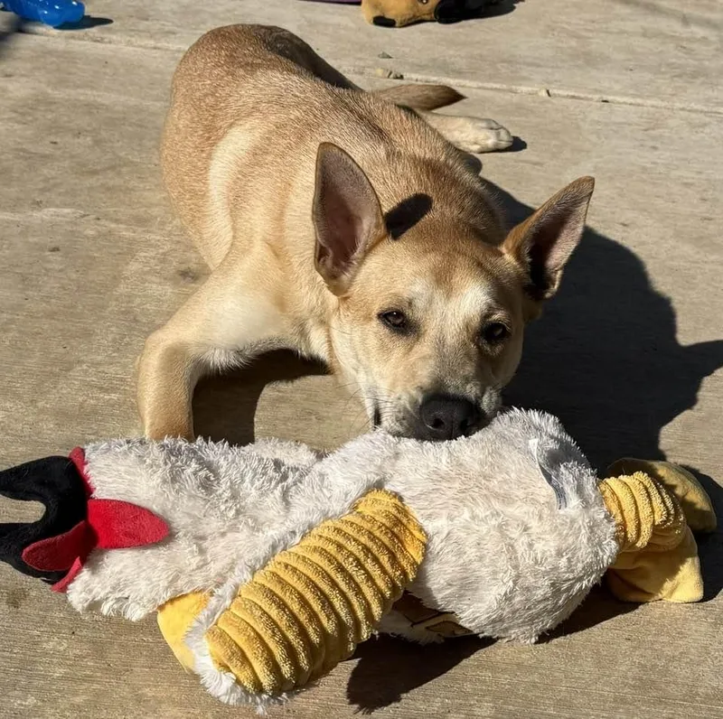 A young medium-sized female Yellow / Tan / Blond / Fawn Yellow Labrador Retriever dog named Lisa for adoption in Grass Valley, CA