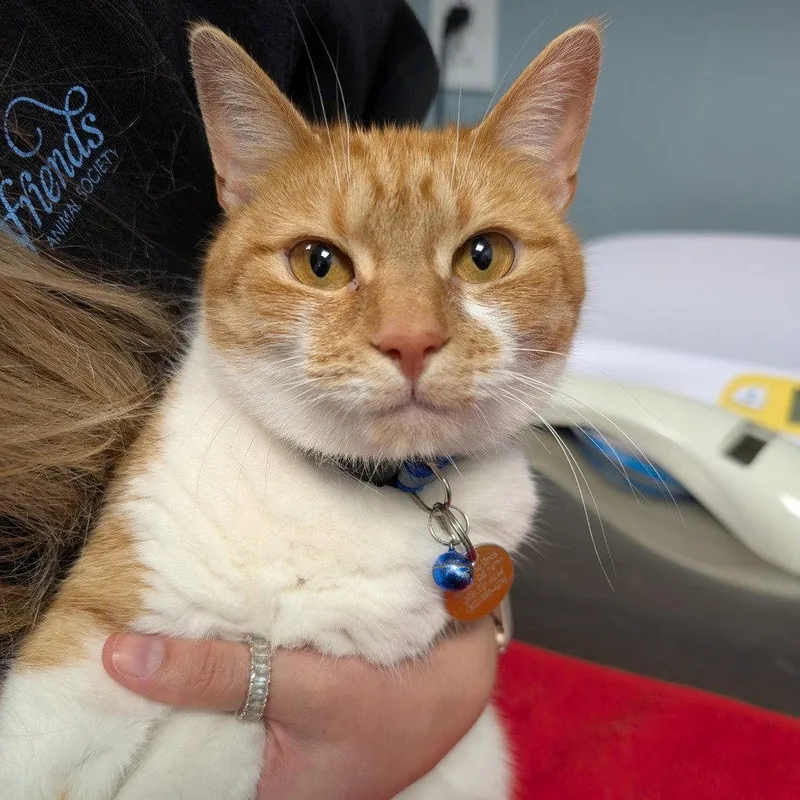 An adult medium-sized female Orange & White Domestic Short Hair cat named Goose for adoption in New Castle, DE