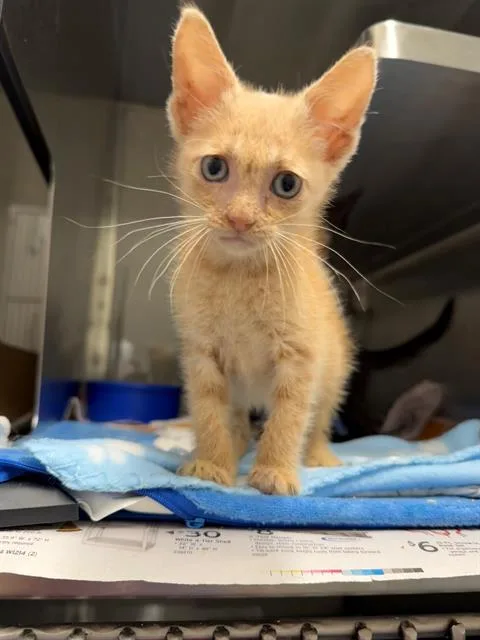 A baby small-sized female Domestic Short Hair cat named Jules for adoption in Baytown, TX