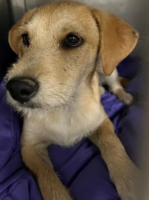 A young medium-sized female Terrier dog named Dolly for adoption in Downey, CA