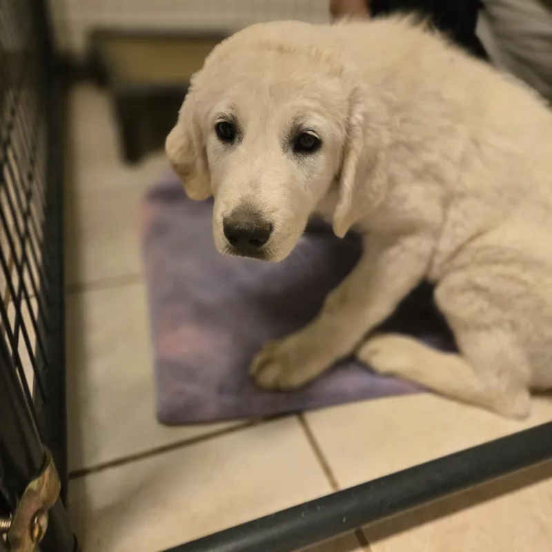 A baby large-sized male White / Cream Great Pyrenees dog named Little John for adoption in Mansfield, TX