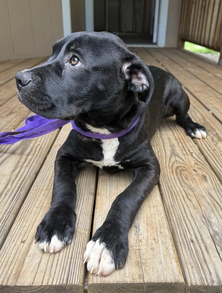 A baby large-sized male Tricolor (Brown, Black, & White) Mastiff dog named Theo for adoption in Troy, AL