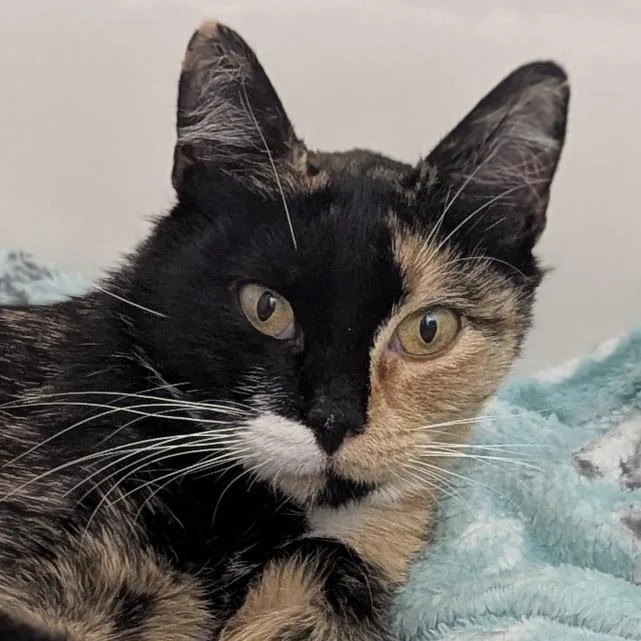 A young small-sized female Tortoiseshell Domestic Short Hair cat named Zara for adoption in Meridian, ID
