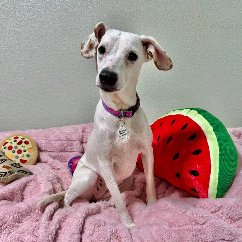 A young small-sized female White / Cream Jack Russell Terrier dog named Violet for adoption in High Ridge, MO