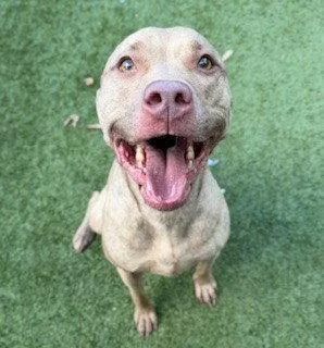 An adult large-sized female American Staffordshire Terrier dog named Belle for adoption in Clyde, NC