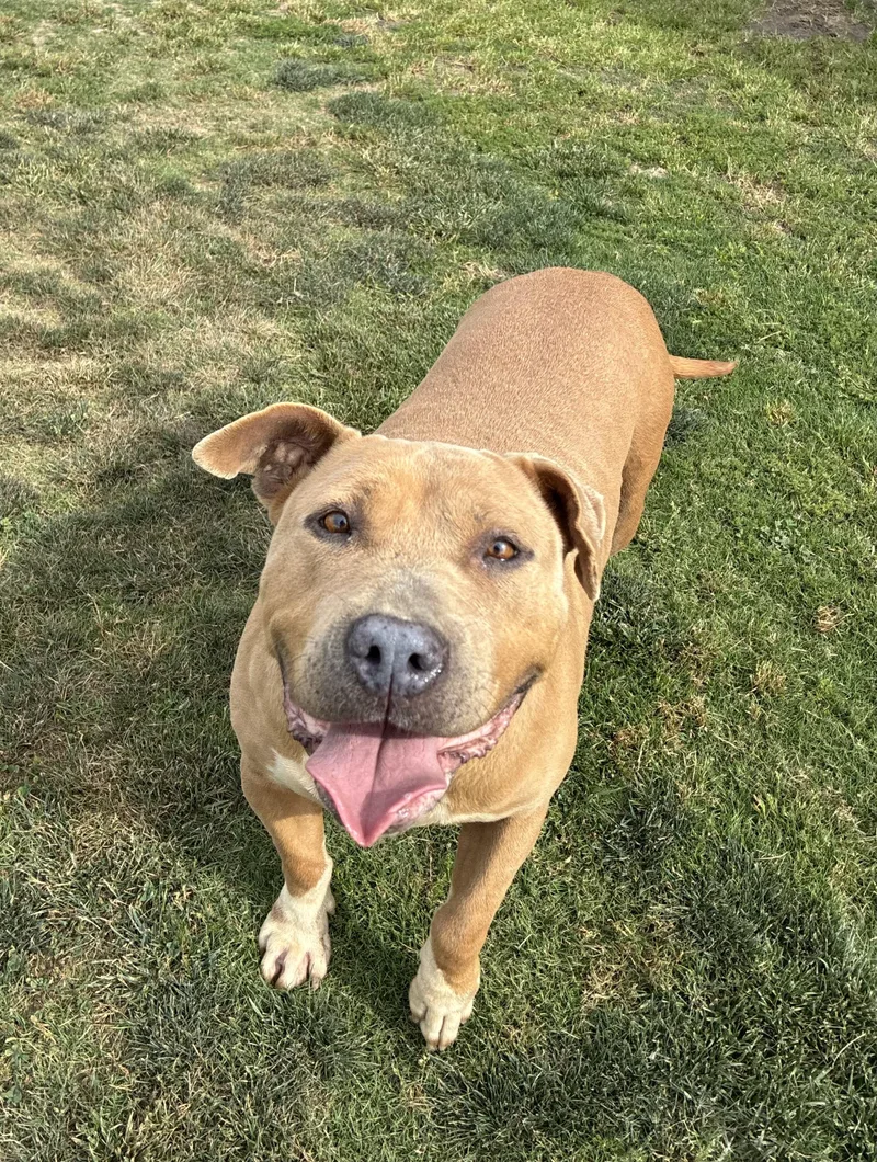 An adult medium-sized female Yellow / Tan / Blond / Fawn Staffordshire Bull Terrier dog named Bridget for adoption in Delano, CA