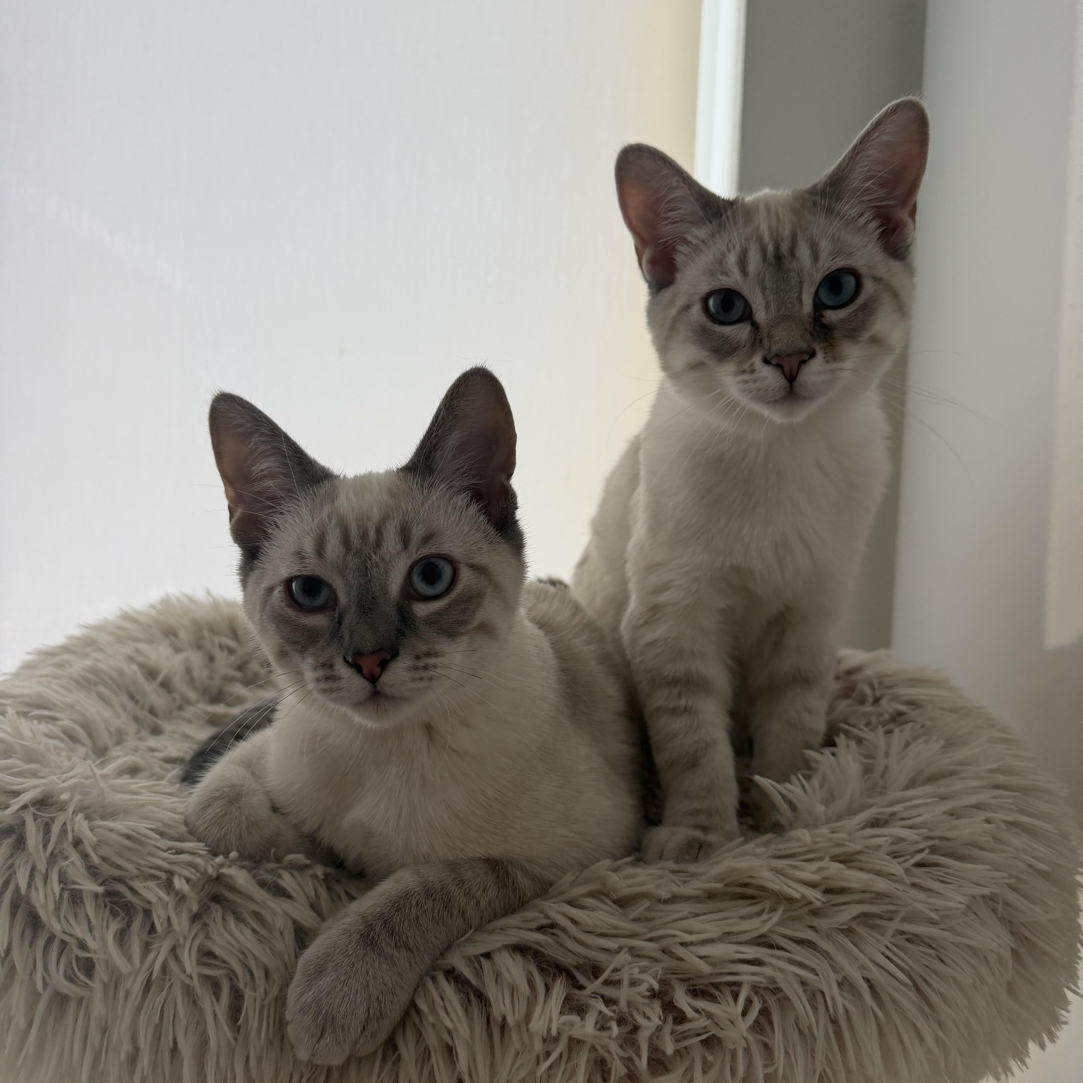 A baby medium-sized male Lilac Point Domestic Short Hair cat named Spock for adoption in Davis, CA