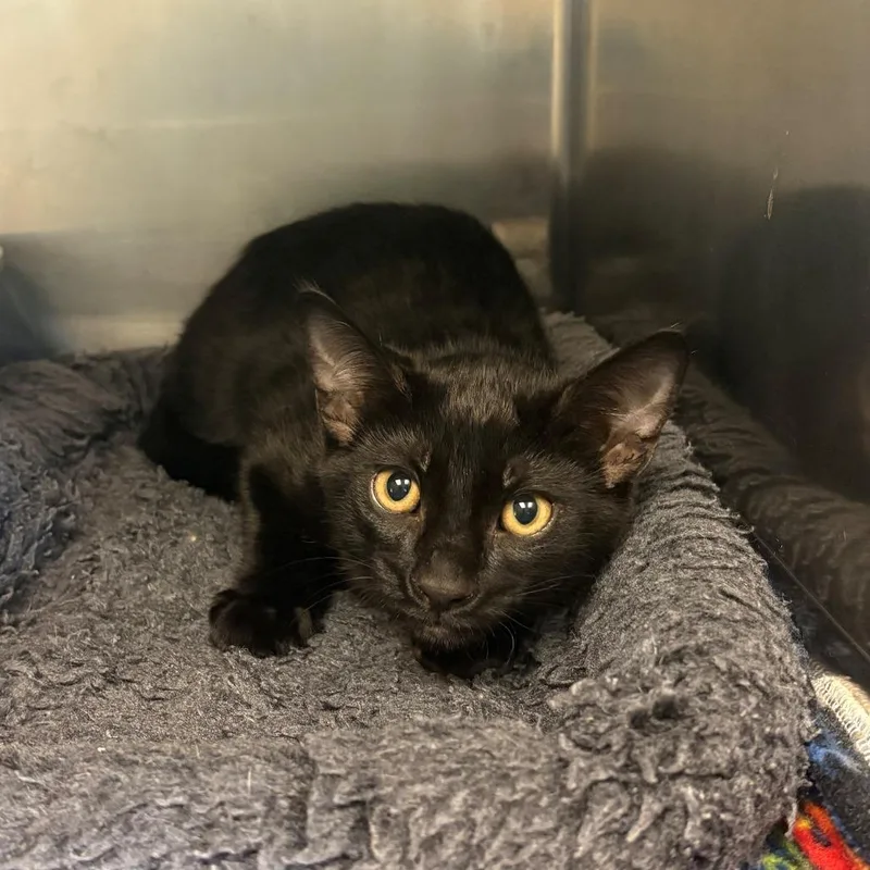A baby small-sized male Black Domestic Short Hair cat named Oliver for adoption in Chehalis, WA