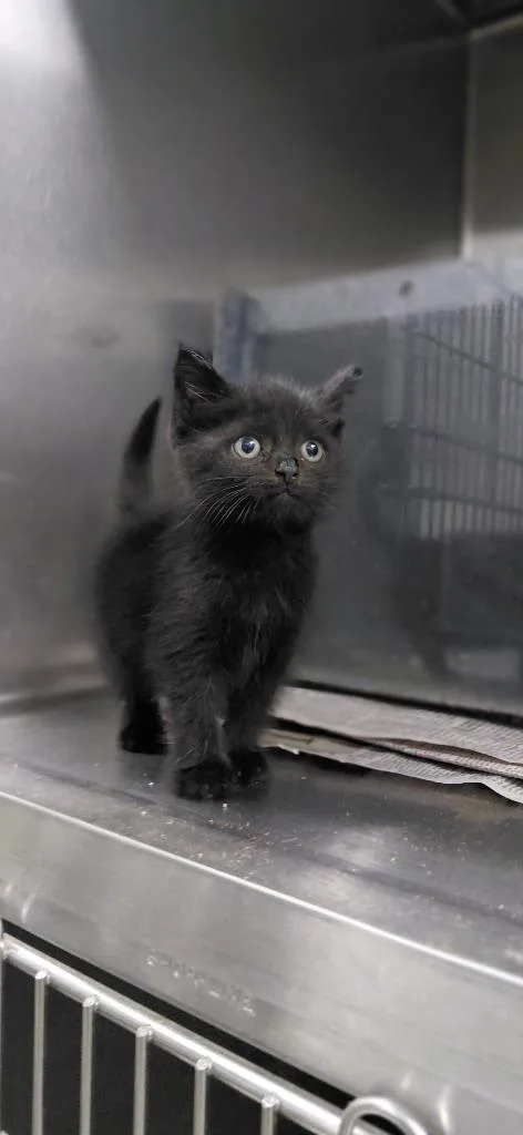 A baby small-sized male Domestic Medium Hair cat named Merlin for adoption in Henderson, NC