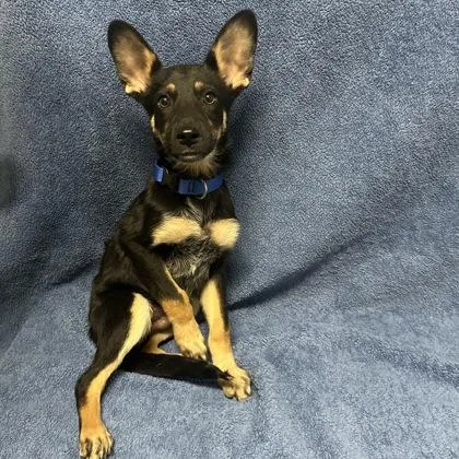 A baby medium-sized male Australian Cattle Dog / Blue Heeler dog named Lyon for adoption in Red Bluff, CA