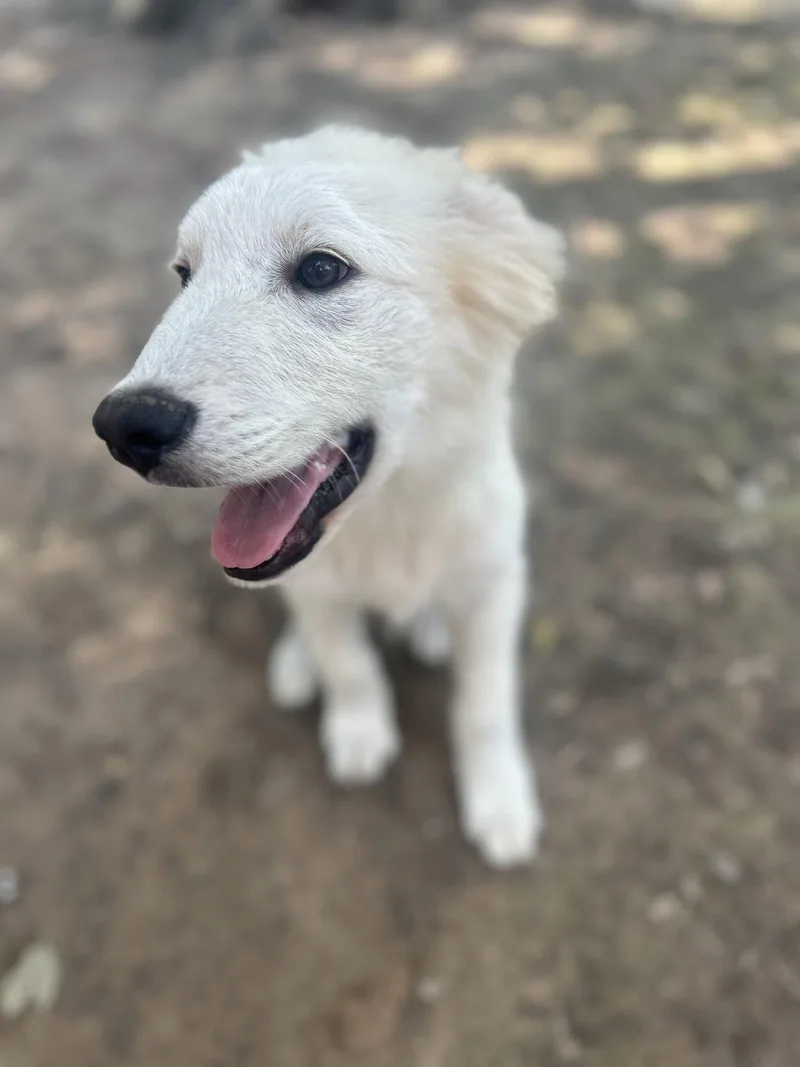 A baby large-sized male White / Cream Great Pyrenees dog named Quigley for adoption in Spring, TX