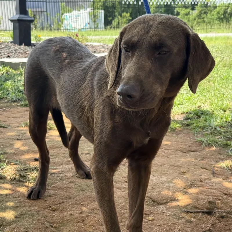 An adult medium-sized male Brown / Chocolate Chocolate Labrador Retriever dog named Cowboy Carl for adoption in Columbia, SC