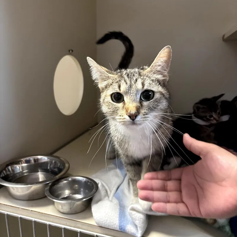An adult small-sized female Brown / Chocolate Domestic Short Hair cat named Gilda for adoption in Las Vegas, NV