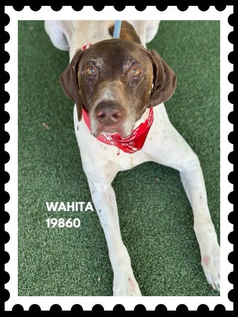 Wahita