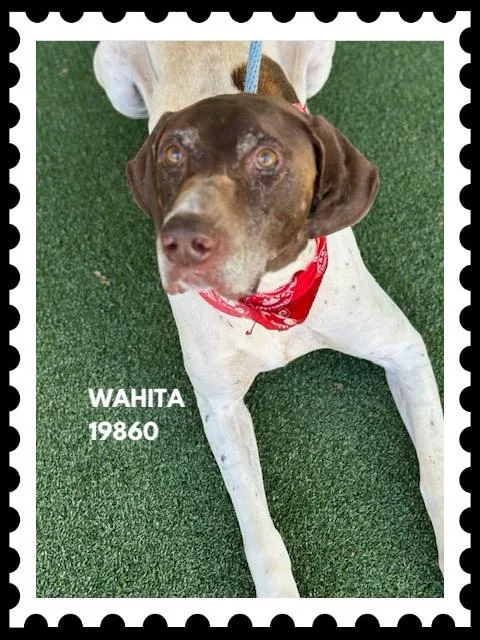 Wahita thumbnail 4