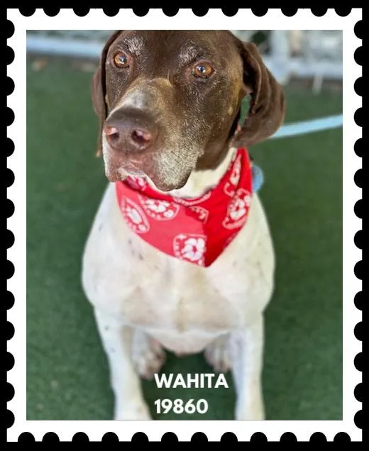 Wahita thumbnail 5