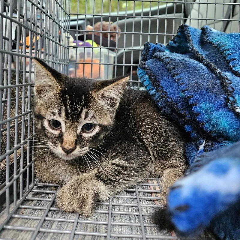 A baby small-sized male Black Domestic Short Hair cat named Lion for adoption in Lake Jackson, TX