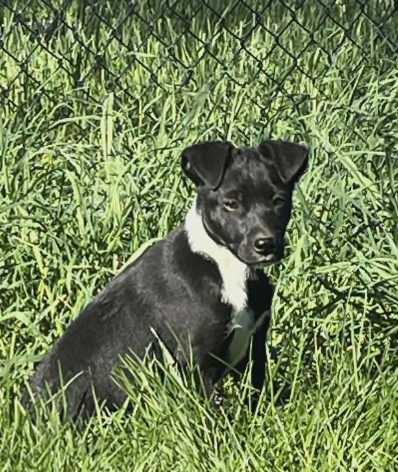 A baby small-sized male Toy Fox Terrier dog named Pepsi for adoption in Havertown, PA