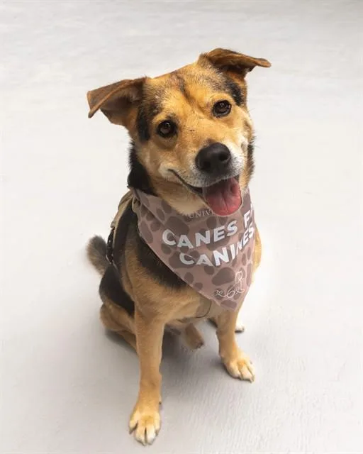 An adult medium-sized male Terrier dog named Face for adoption in Miami, FL
