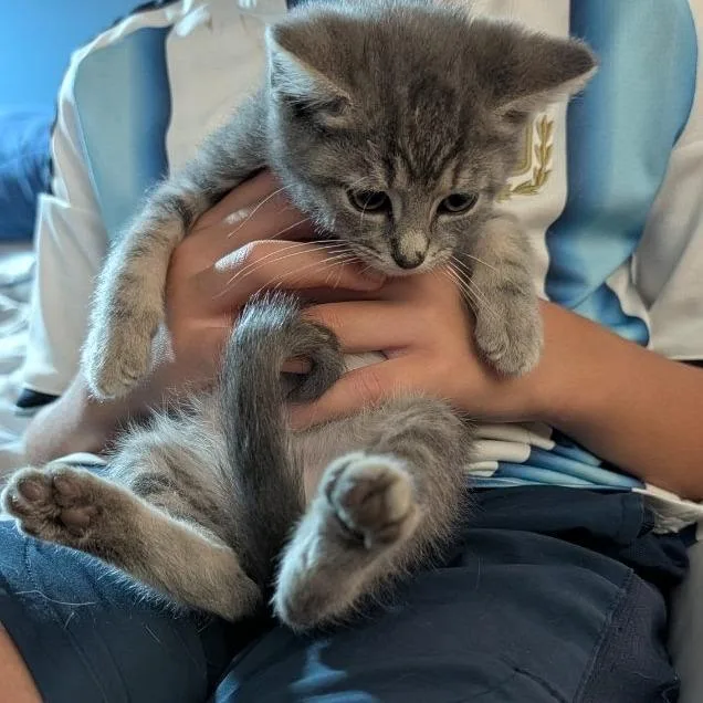 A baby small-sized male Gray / Blue / Silver Domestic Short Hair cat named Darkside for adoption in Fredericksburg, VA